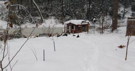 The ABCs of Homesteading: Q is for Quiet Reflection Image